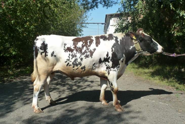 ХАЛИФ 4797 ET КСГФ-239